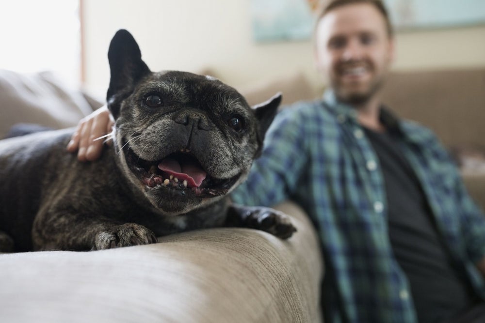 5 Franchises Animal Lovers Can Start Right Now