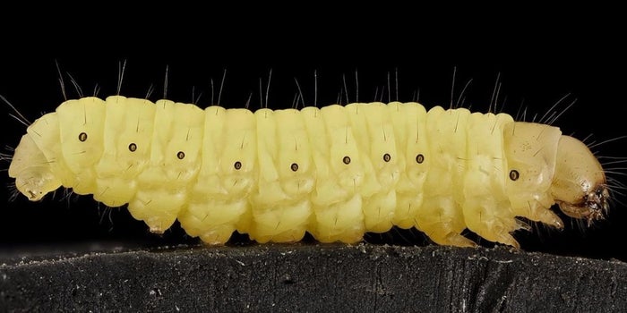 A Caterpillar May Solve Our Plastic Pollution Problem