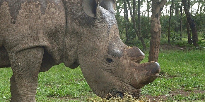 The World's Last Male Northern White Rhino Has Joined Tinder
