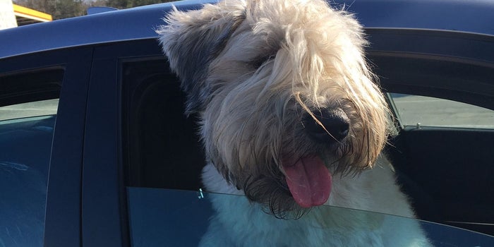 A TV Channel for Dogs -- Yes, Really -- Just Got Some Wagging Validation