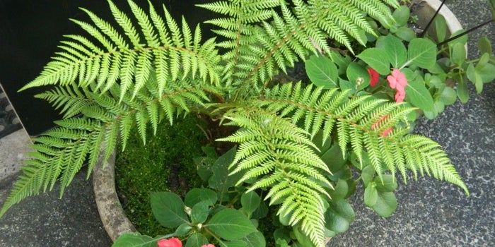¿Harto del calor? 5 plantas que refrescarán tu oficina