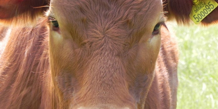 World's Biggest Beef Exporter is Banning Cow Slaughter. #3 Sectors Set To Face The Burnt