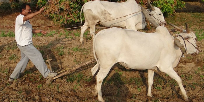 Better Prices For Farmers