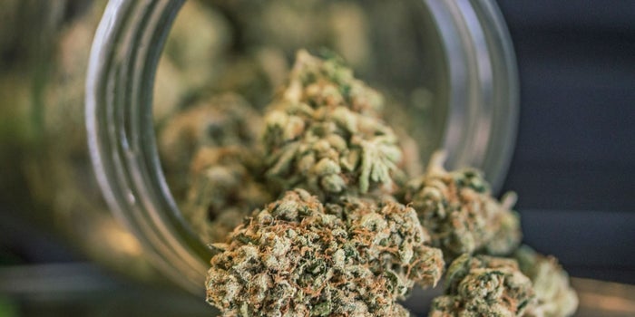 New Study Finds Cannabis Reduces Seizures In Epilepsy Patients