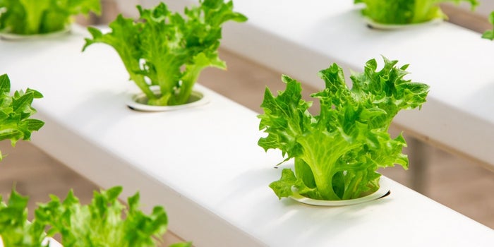 These #4 Start-ups Are Promoting Hydroponics in India