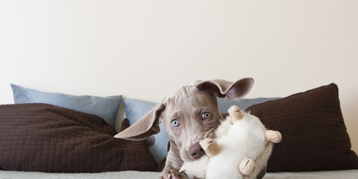 Connected Home Might Be the Next Big Thing But Connected Pet Is Big Right Now