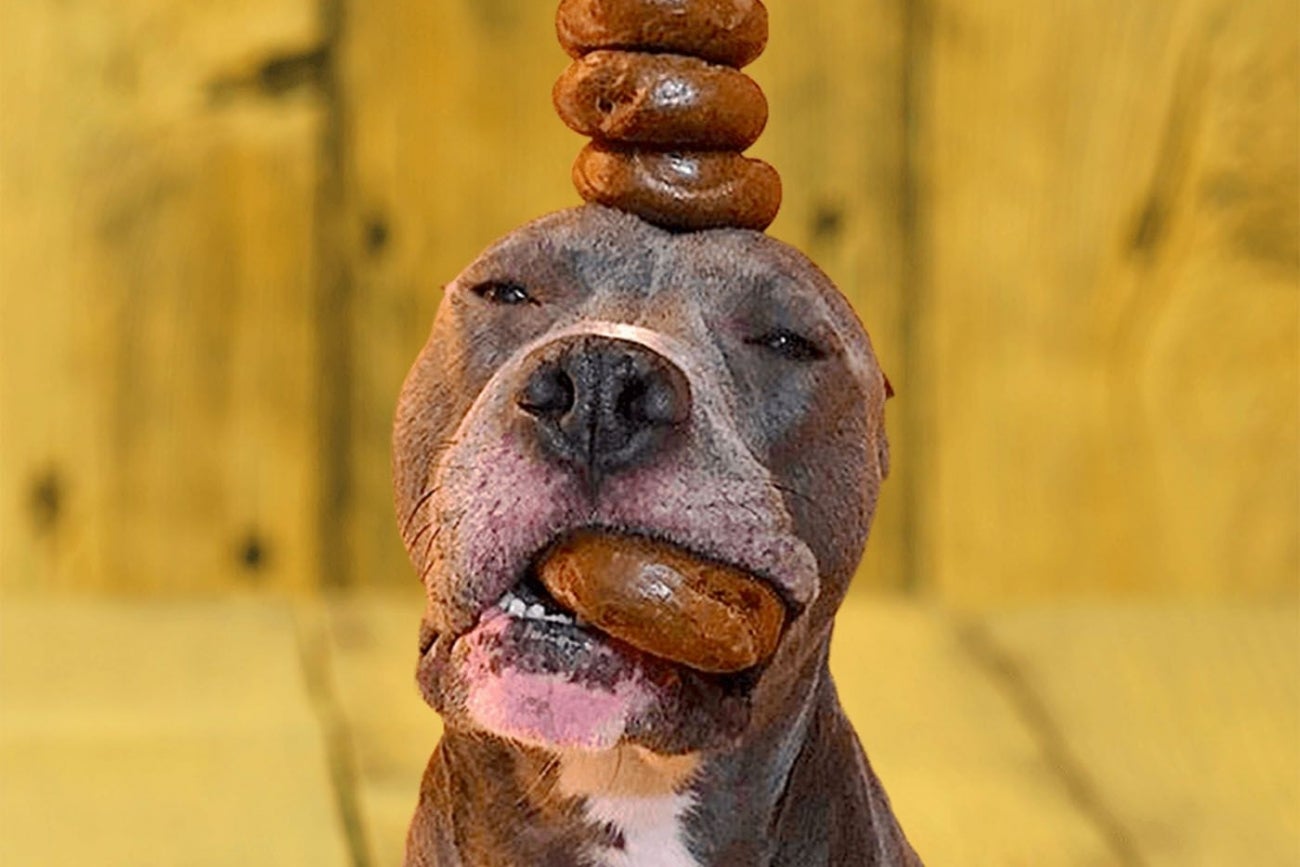 To Celebrate 'Take Your Pet to Work Week,' Dogs Eat Free at Einstein Bros. Bagels