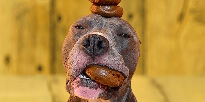 To Celebrate 'Take Your Pet to Work Week,' Dogs Eat Free at Einstein Bros. Bagels