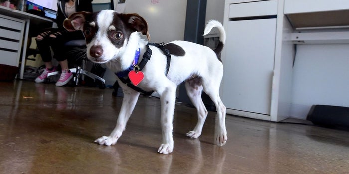 Cute Pictures of Dogs Our Readers Brought to Work