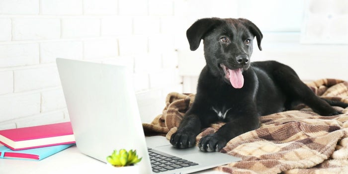 Abre un negocio pet friendly