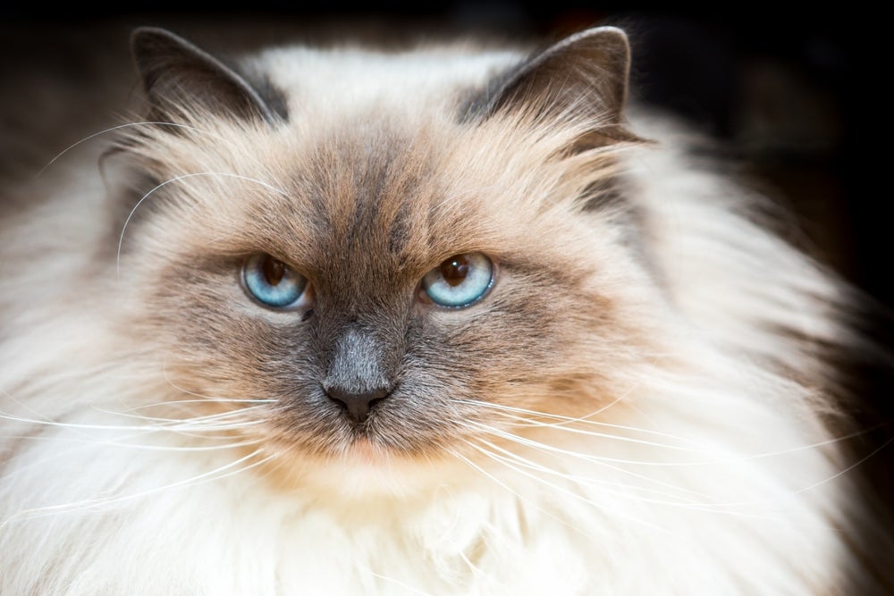 Offer pet services