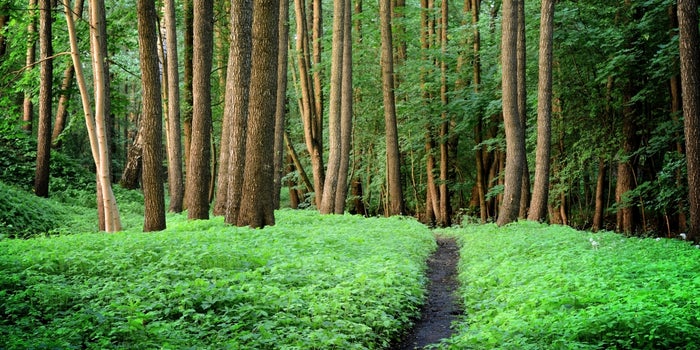 This Business School Professor Explains How Environment and Business are Interdependent
