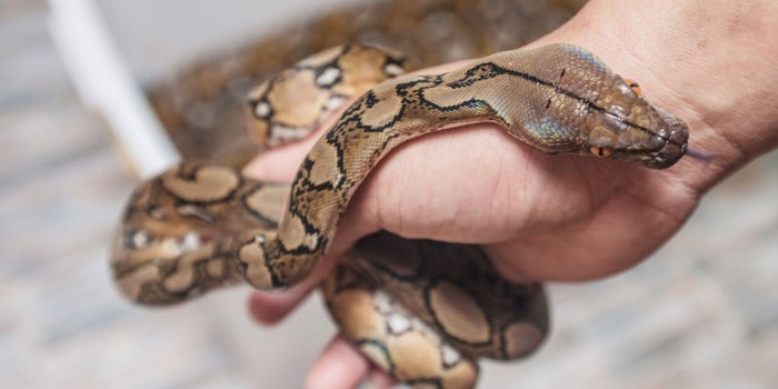 Watch This Woman Calmly Capture a Wild Python at Her Office