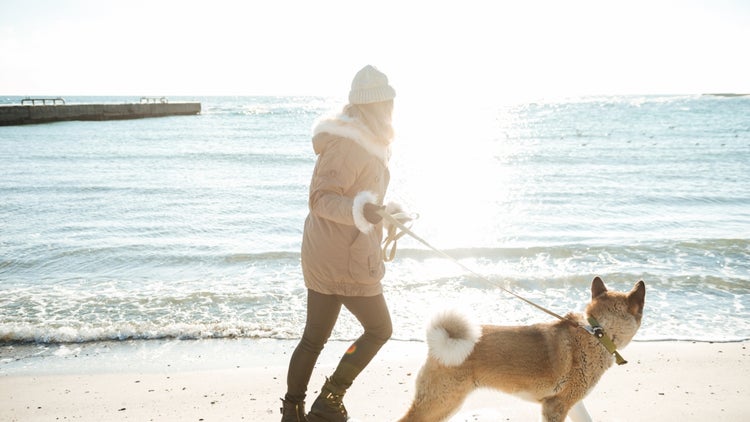 dog walker advertising ideas