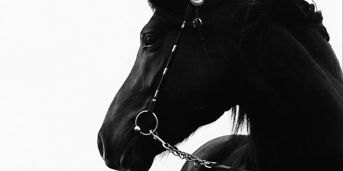 What 2 Horses, up Close and Personal, Taught Me About Leadership