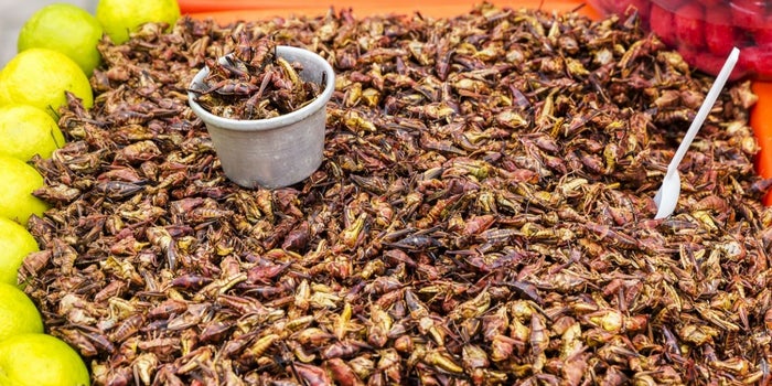 Cómo iniciar un negocio de chapulines