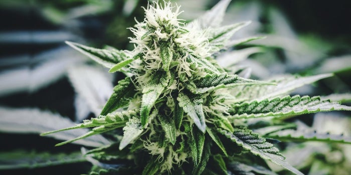 The Feds and the NFL Both Forbid Marijuana. Both Are Studying It as an Alternative to Opiods.