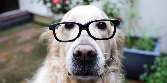 Social Media Tips From 4 Dogs With More Followers Than You
