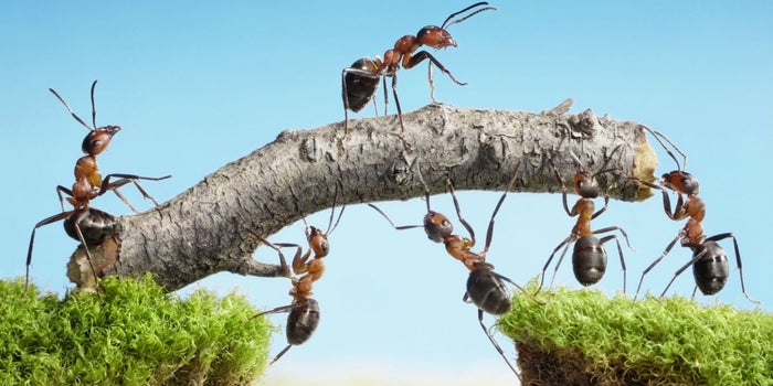 Claves para lograr un equipo de trabajo orientado al éxito