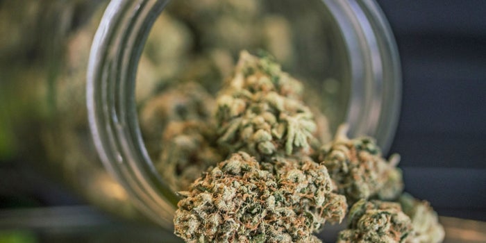 Why Are Opioid Painkillers Legal But Marijuana Isn't?