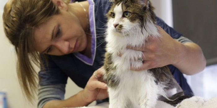 These Start-ups will Take Care of Your Pets When You Are Away, on a Trip
