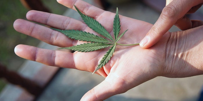10 Ways the Cannabis Industry Is Rebranding to Meet Its Biggest Challenges
