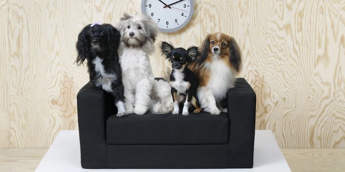 Swedish Brand Ikea Launches Modern, Affordable Pet Line