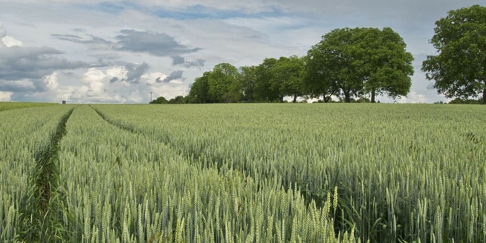 How Technology Can Help Agribusinesses Prosper