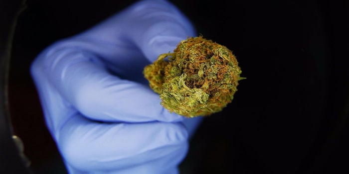 Colorado Study Links Marijuana Legalization to Decline In Fatal Opioid Overdoses