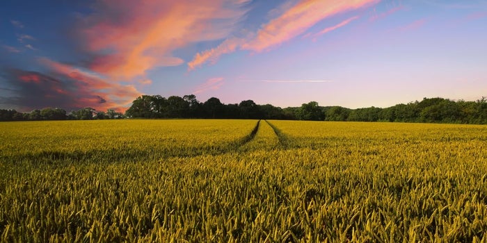 How is AI Getting Popular in the Agricultural Sector? Is India Pacing up?