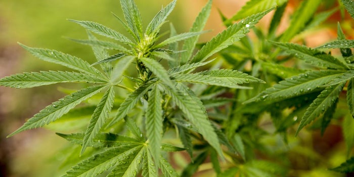 Entrepreneurs See Opportunity Addressing Consumer Demand for Pesticide-Free Cannabis