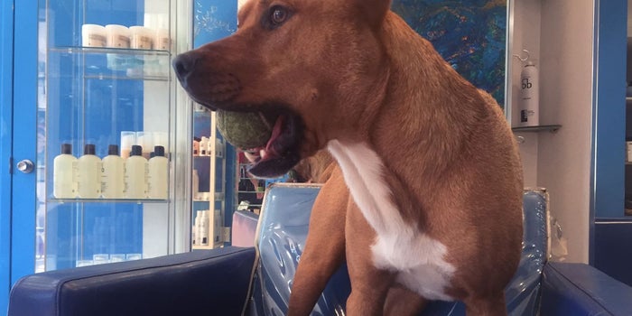 Throw Me a Bone: How Shop Dogs Can Be Good for Business