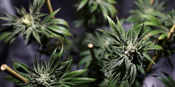 You Can Legally Buy Marijuana in California But Selling It Legally Is Tricky