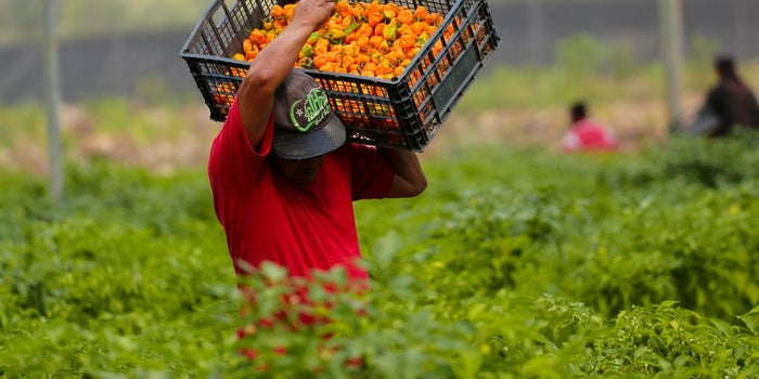 Amar Hidroponia, una exitosa franquiciante mexicana en permanente innovación