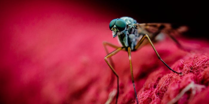 How to Protect Your Top Talent From Recruiters, Mosquitoes and Other Things That Bite