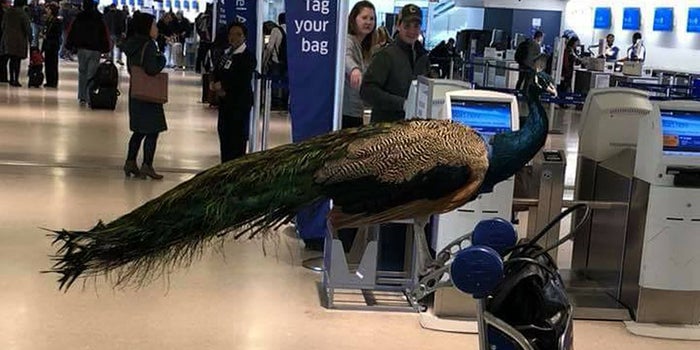 Emotional Support Peacock Rejected to Fly by United Airlines