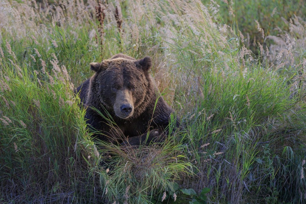 7 Sales Skills Learned Stalking and Photographing Wildlife