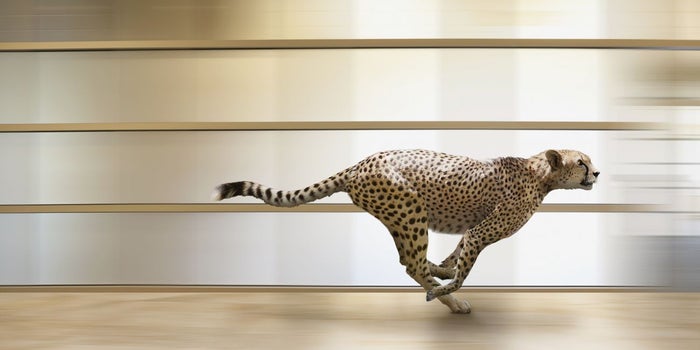 Increasing Your Website's Speed Could Save Your Business -- So, Here's How to Do It