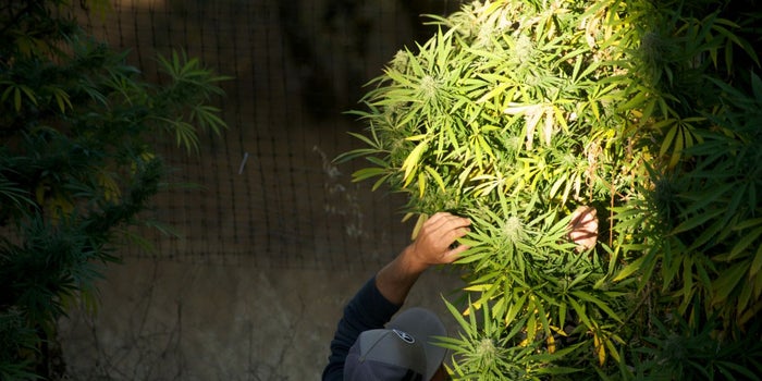 Despite Being Illegal Under Federal Law, Cannabis Has Grown Into a $9 Billion Industry In States Where It Is Legal.