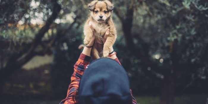Why the Best Leaders Act Like Playful Puppies