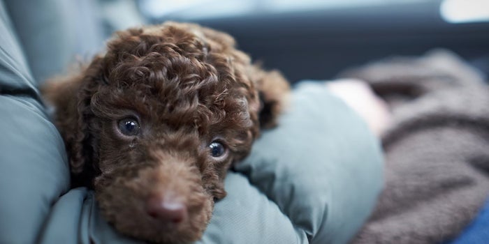 3 Important Life Lessons I Learned From My Dog That Help Me Run My Business