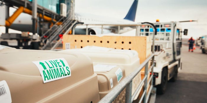 United suspenderá su programa de transporte de mascotas