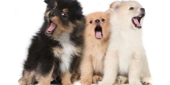 Ahora podrás interpretar los ladridos de tu perro