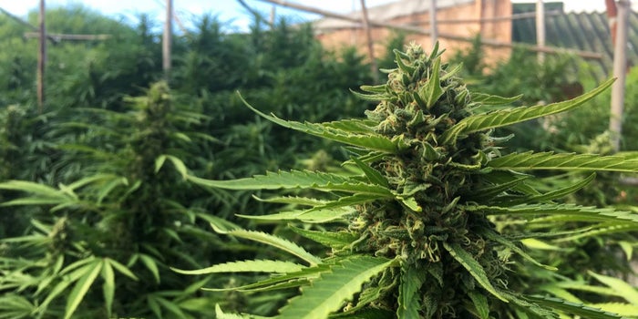Investing In Marijuana Businesses: Are Hedge Funds Coming To The Cannabis Industry?