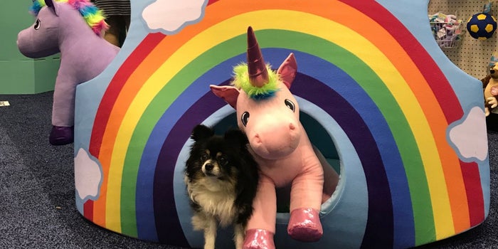 What Entrepreneurs Are Betting On in the Pet World in the Next Few Years