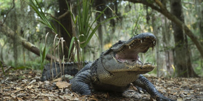 Why I Only Hire People With 'Alligator Blood'