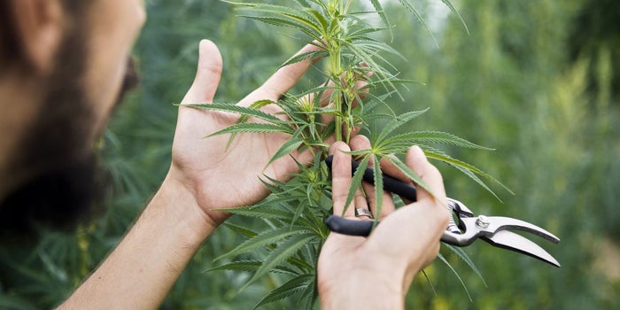 A Tale of Neighboring Countries and Their Very Different Legal-Marijuana Banking Systems