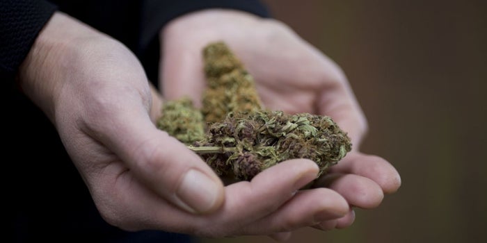 Why the Mission Statement and Business Plan for a Cannabis Business Are Unique