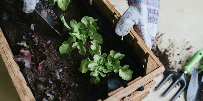 Sowing the Seeds: What Gardening Teaches About Leadership