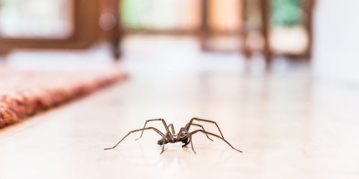 Food Delivery Guy Goes Beyond, Getting Rid of a Spider for a Panicked Customer